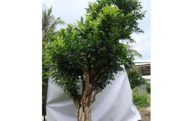 高一■种这三种植物，有一根枝条就够了！价值高一养就是一大盆