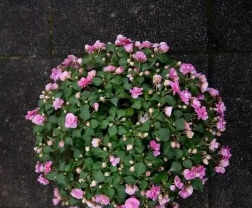  装点■非洲凤仙这样养护，花开满枝头，装点阳台和庭院的不二选择！