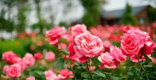 溧水这些充满诗意的精品民宿,等你来邂逅!