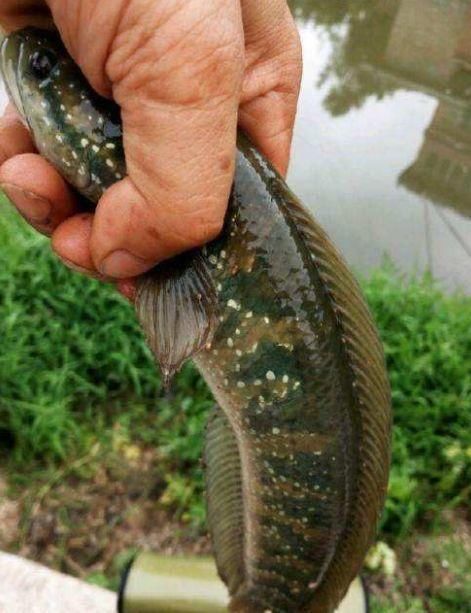  [蛇头鱼]蛇头鱼入侵？我国多地出现“蛇头鱼”，专家：因水质变