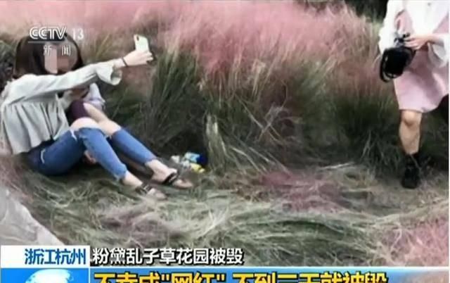  「偿命」4种美死人不偿命的小草，有一种因太美而受人践踏