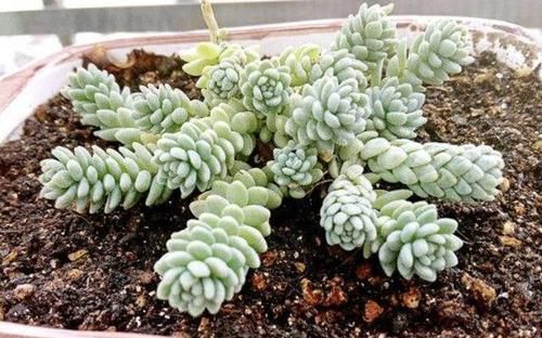  『很快』4种多肉被称为“护盆草”，10厘米口径的花盆“种1棵”，很快爆盆