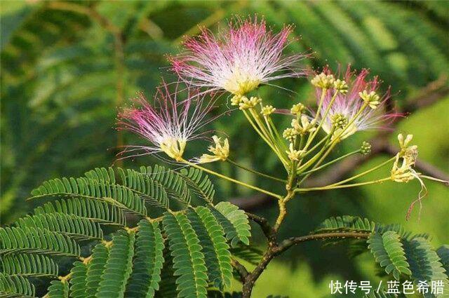「寓意」粉嫩轻柔的合欢花,2个拍摄思路,表现寓意美好长久的花卉照片