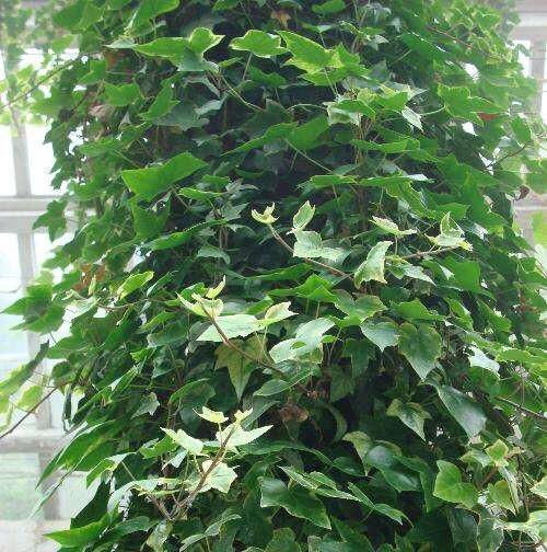 『轻松』懒人养花就种这几种,种一盆轻松长一片,忘记浇水也能长爆盆!