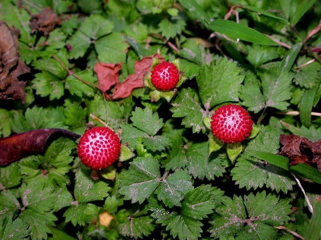 农村茅房边长“草莓”，老人说“蛇爬过”不能吃，如今却成稀罕货