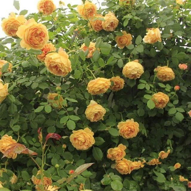  「开成」养3种花一定赚了，夏天开成“花瀑布”，年年都是这个样儿