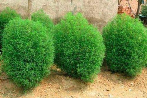 农村有种“扫帚菜”，常被用来做扫帚，殊不知它的药用价值更珍贵