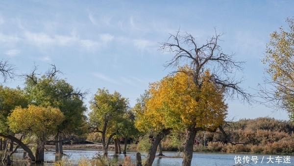 生三千年,死后再挺三千年,这里的树木不得了!