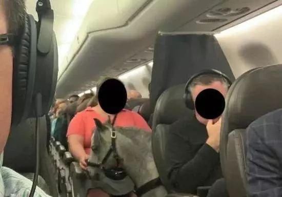  [座位]乘客坐飞机，发现旁边座位竟有一匹马