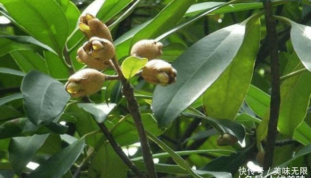  「小优」它长得像石榴，在野外很常见，如今是一种珍贵的药材，