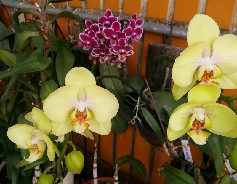  蝴蝶兰|夏季养蝴蝶兰，几点做到位，下次开花更多