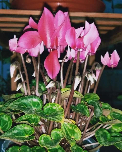  「呼呼」花期超长的6种花，颜色鲜艳又好养，天再冷也照样呼呼开！