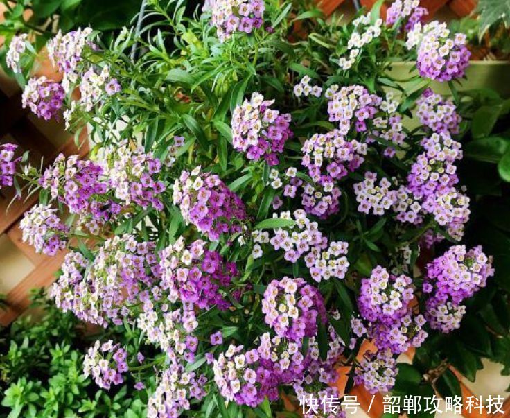 #春天#春天阳台养上“5种花”,美成花园,漂亮花朵,朵朵迷人!