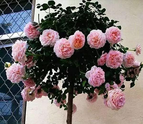  栀子花|杜鹃花，栀子花扔了吧！养棵“花树”，能开花300天，见土就活