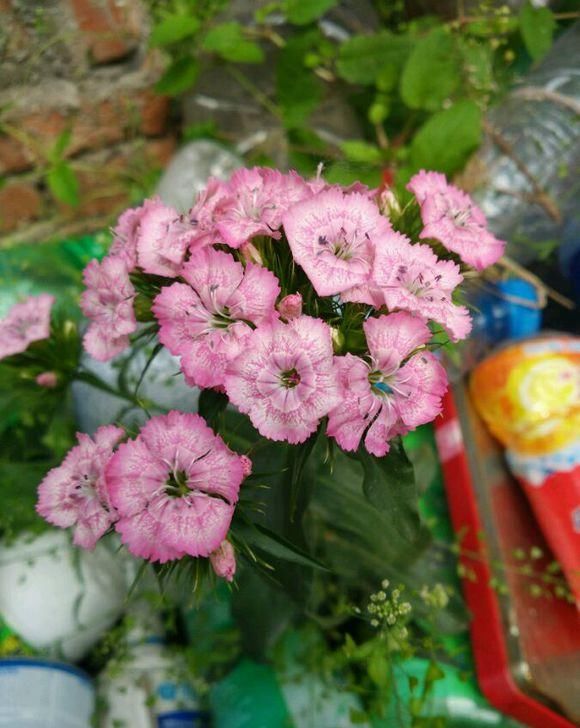  『随便』阳台小不耽误养花，6种“网红花”，随便选两盆，花期开爆阳台