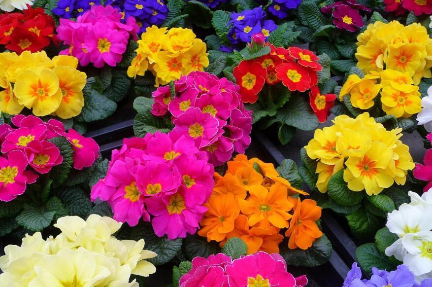  『花卉盆栽』“3种花”，养护简单开花快，一养就爱上，家里变成小花园