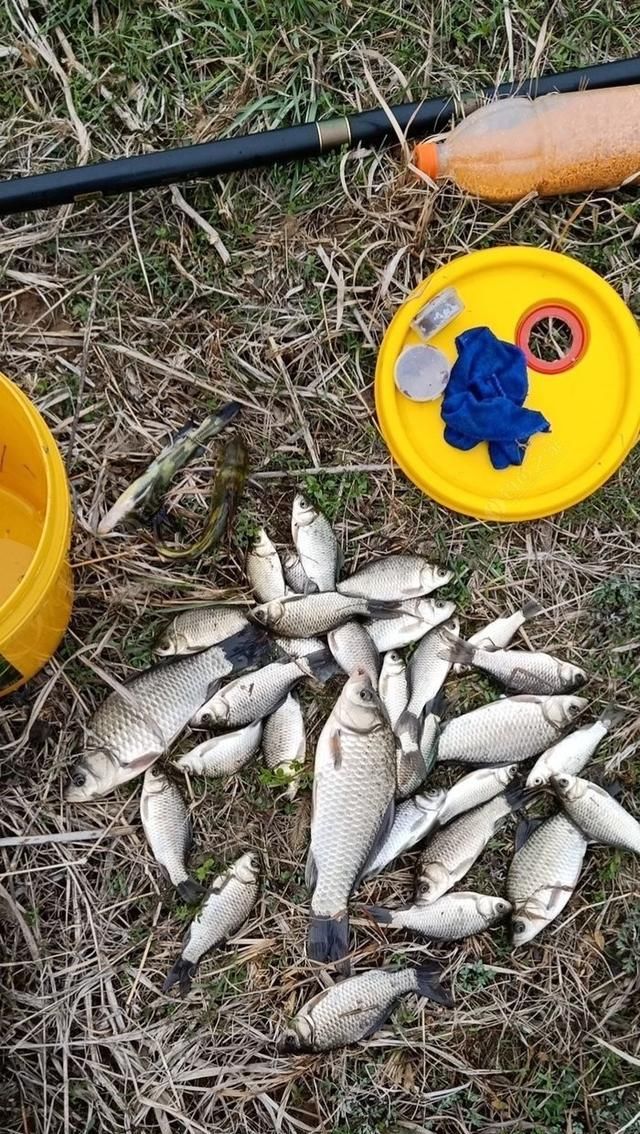  聚鱼|钓鱼记录，深水点 隔夜窝，聚鱼成群大板小爆