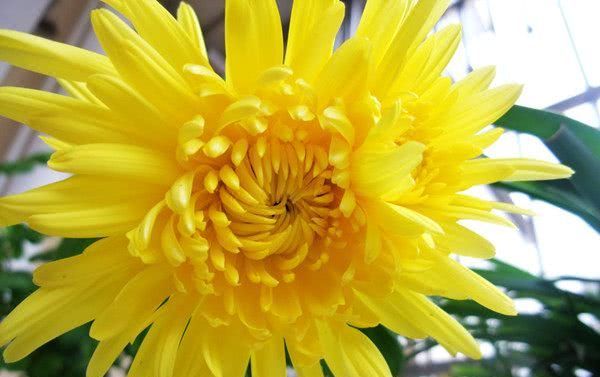  『耐寒』菊花新品种，花期近300天，四季花开不断，耐寒抗热，南北都能种