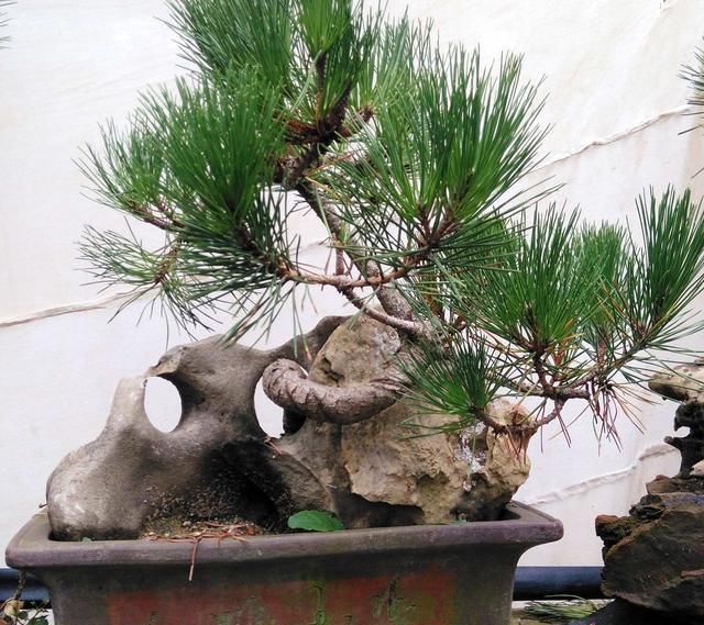  自然■松针短小成簇，形成自然苍劲之感，这样的“上品树”，来一盘！