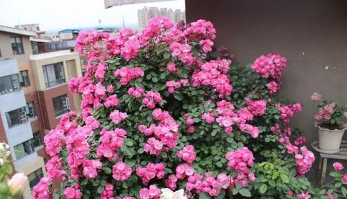  『秀丽』喜欢菊花，那就养”高端名菊“徐妃醉妆，如秀丽妆容，清奇典雅
