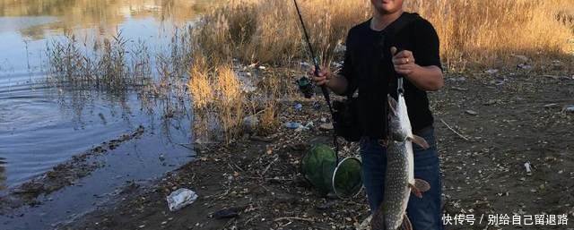 黄河绝迹鱼种，二十年后再次被钓起，或因黄河边清