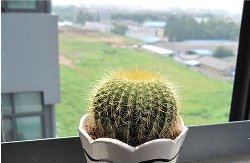  #植物#睡不好觉？这五种植物适合放卧室，带来好睡眠又净化空气！