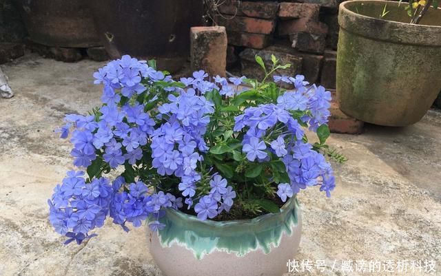  『蓝雪花』春天养了“4种花”，一出太阳就开花，花量大颜色美，是开花机器