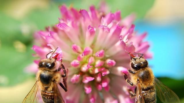  『不难』1群蜜蜂分3群，方法虽不难，却没这种分蜂方法成功率高