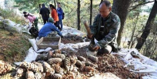  树木|这果树农村很多，以前农民拿它当柴烧，果实没人要，如今60