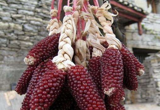  [玉米]农作物还看新品种，一农民种植草莓玉米，亩产有千斤，年