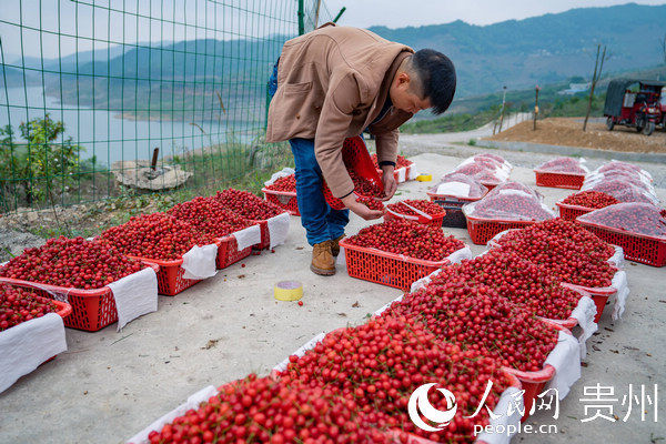  大方@贵州大方：千亩荒山变果园 拓宽群众致富路