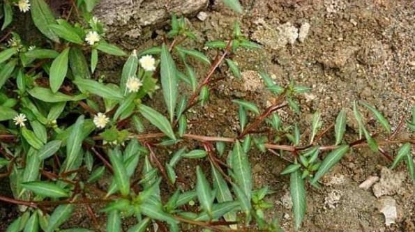 农村有种野草人称“草龙”，农村人不欢迎，如今30元一斤成香饽饽