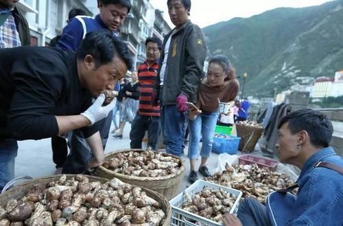  #独特的香味和#5年才能长成，在日本3万元一斤，认为它“以形补形”，真的吗？