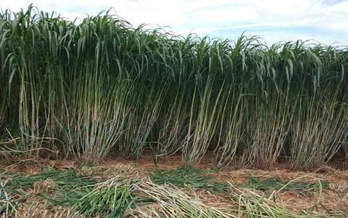  常用：一年割四茬，亩产10吨，养牛常用的草料，成本低好种植