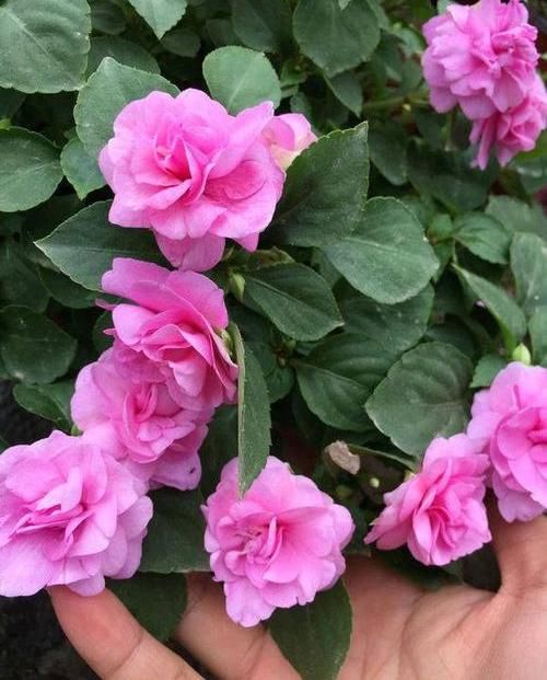 『凤仙花』养盆凤仙花，常年开花，花瓣能染指甲，小时候过家家经常玩