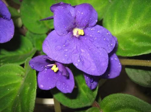  『款花』3款花非常适合新手，30天不浇水依然开花，越不管长的越旺，好养