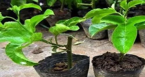  扦插■若是有院、有阳台，2种水果可'扦插'，第二年就能开花结果