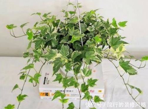  『养护』4种绿植是吸二手烟“小能手”，管理简单又省心，不怕多年老烟枪