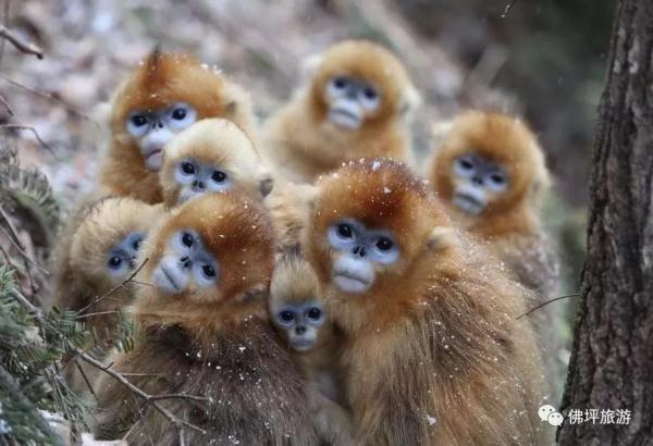 太冷啦！汉中这些小可爱在雪中抱团取暖，萌萌哒~