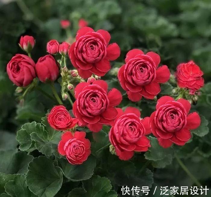  每种■110种天竺葵，每种都超美，看看你认识多少种？