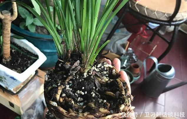 还加■兰花浇水只是单纯的浇水?老花匠还加了1点“它”,根不腐长得好