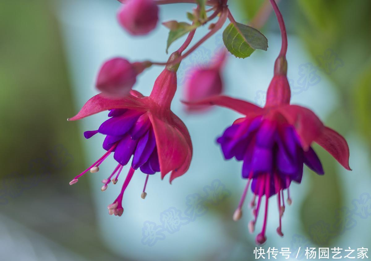 别致@3种“女神花”,花大色艳很别致,高贵雅致很漂亮,谁见谁喜欢