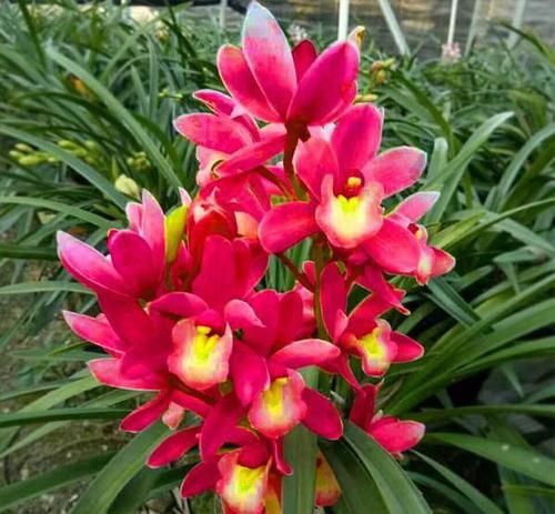  秀丽：建兰上品红将军，花型秀丽饱满、艳而不俗、简单养护就能开爆盆！