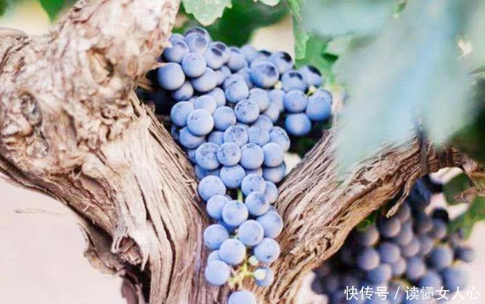 世界上最古老的葡萄树,已达176岁高龄,每年仍然可产7吨葡萄!