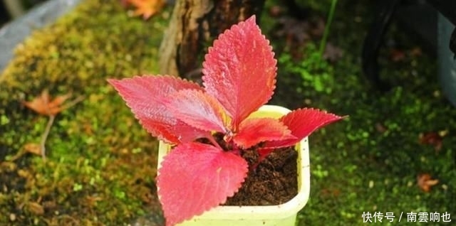  「害怕热」露天阳台，爱上一点颜色的季节