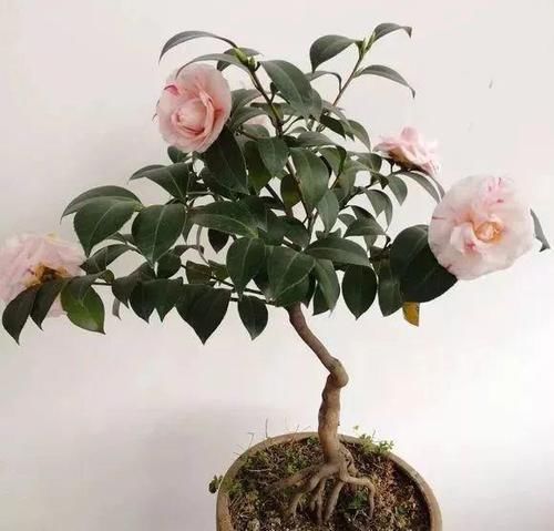  漂亮@新型室内观赏绿植，漂亮又好养，扔进花盆就能活，叶子会变换多色
