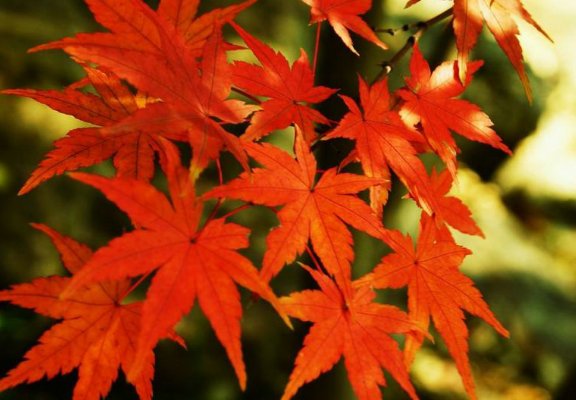  「猪笼草」家里蚊子多，试试这些驱蚊植物，开花香气满满，蚊子躲着走