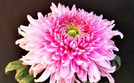 红梅■喜欢菊花,就养盆“珍稀名菊”红梅细浪,似美人娇妆,绚丽娇娆