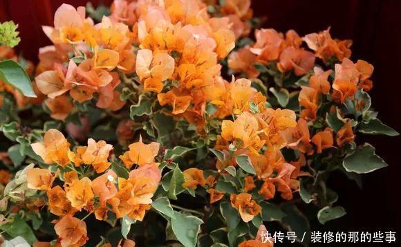  热越■3种花不怕热，现在养几盆，三伏天也能呼呼开，越热越起劲！