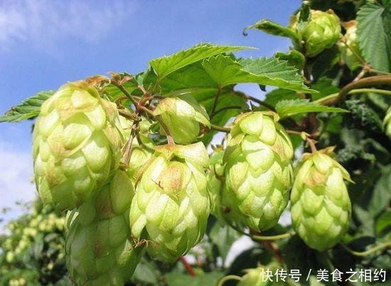 『生活』1种植物生在山林中,“花朵”很珍贵,可入药可制酒,120元一斤